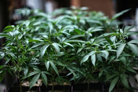Danville City Council to discuss modifying its cannabis rules